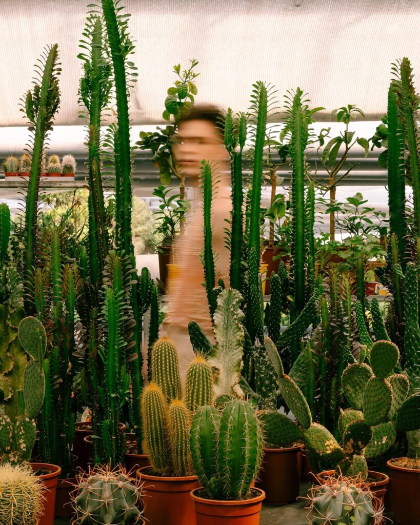 Rows of potted cacti and succulents inside a greenhouse, with a softly blurred figure (Mikhail Shaidorov) walking behind them.