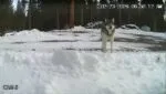 Wolf captured on security camera roaming near a Loyalton home in Sierra County