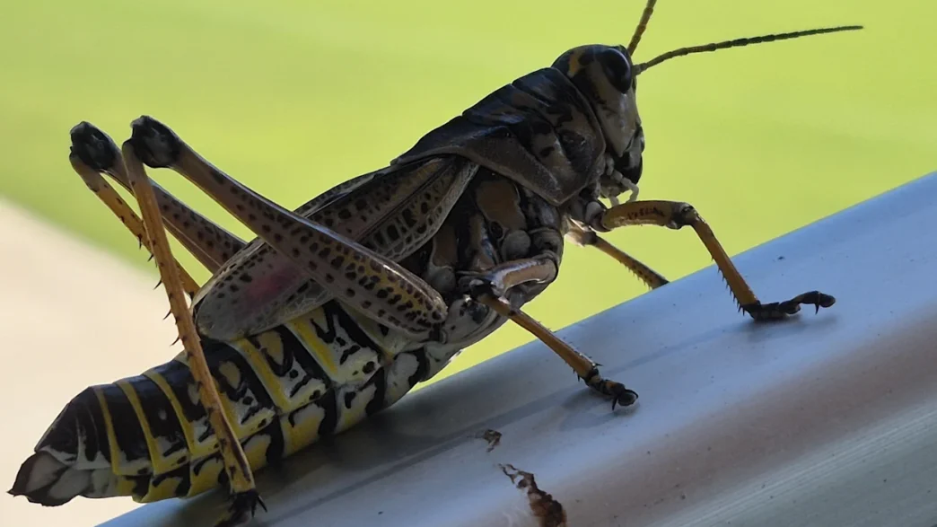 Close‑up of grasshoppers during the Arizona insect surge.