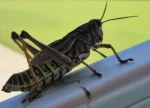 Close‑up of grasshoppers during the Arizona insect surge.