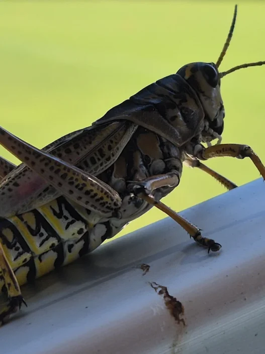 Close‑up of grasshoppers during the Arizona insect surge.