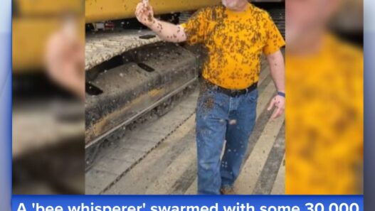 David Glover the Bartlett Bee Whisperer handling a swarm of honey bees.