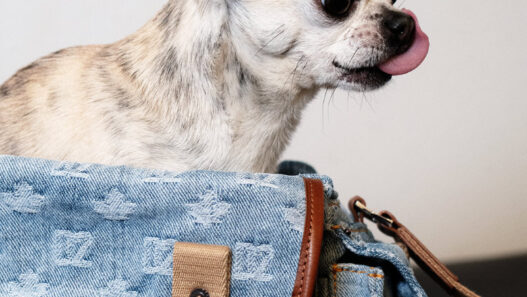 Dsquared2 Denim Pre Spring Summer 2026 campaign look