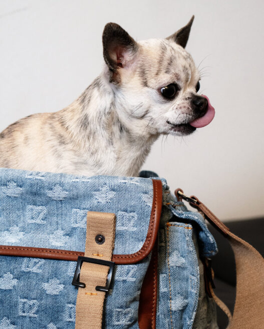 Dsquared2 Denim Pre Spring Summer 2026 campaign look