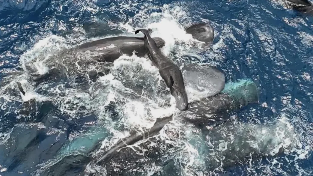 Sperm whales assisting a newborn calf at the ocean surface off Dominica.