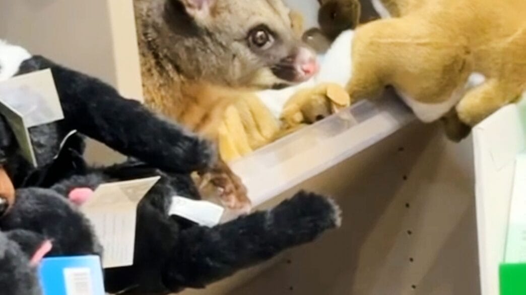 A real possum hiding among plush toys inside a gift shop at Hobart Airport.