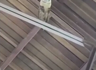 Barn owl perched in a Dominican Republic church during a gospel rehearsal.