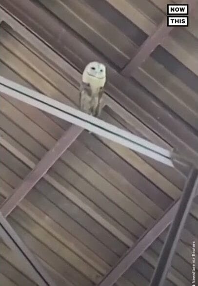 Barn owl perched in a Dominican Republic church during a gospel rehearsal.