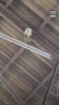 Barn owl perched in a Dominican Republic church during a gospel rehearsal.