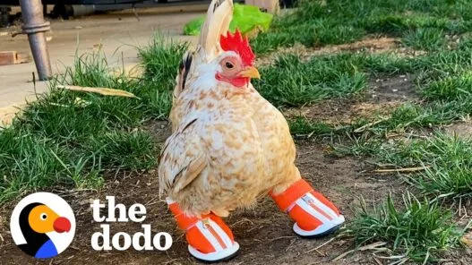 Chicken born with nubs for feet showing off its tiny shoe collection in a video from The Dodo