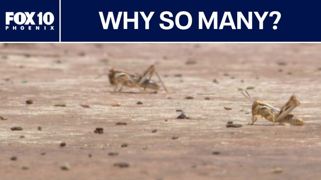 “Grasshoppers covering a sidewalk during a swarm in Phoenix, Arizona.”