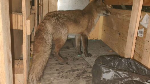 Red fox discovered aboard a cargo ship after traveling from England to New York.