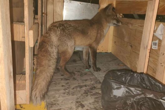 Red fox discovered aboard a cargo ship after traveling from England to New York.