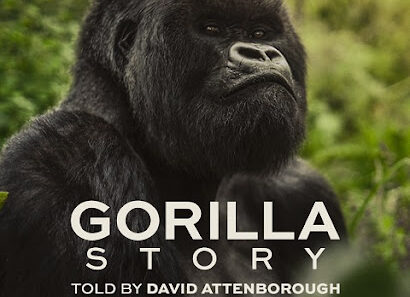 David Attenborough speaking about his first encounter with Pablo the baby gorilla in the Netflix documentary A Gorilla Story