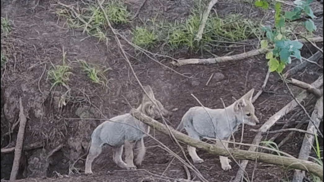 Coyote pup standing in brush during pupping season in the Presidio.