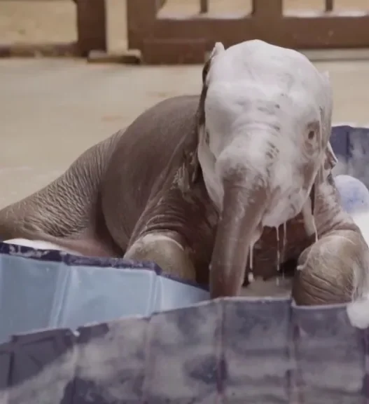 Baby Asian elephant Linh Mai splashing in a bubbly bath during her first public debut.