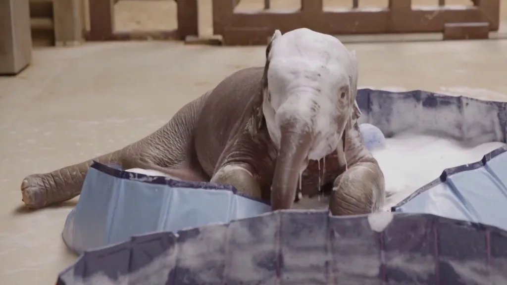 Baby Asian elephant Linh Mai splashing in a bubbly bath during her first public debut.
