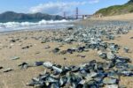 Beach strewn with sea glass shards in the foreground and a distant bridge with hills in the background under a blue sky
