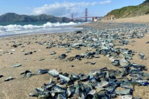 Beach strewn with sea glass shards in the foreground and a distant bridge with hills in the background under a blue sky