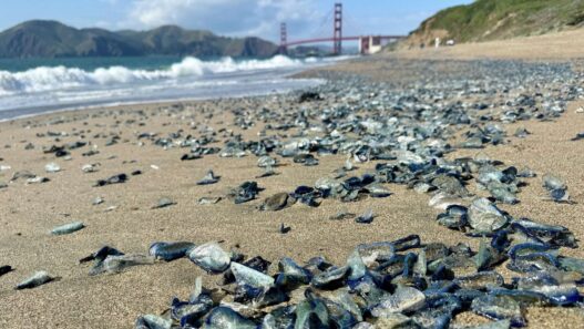 Bright blue velella sea creatures scattered across a California beach during a large 2026 Spring shoreline bloom.