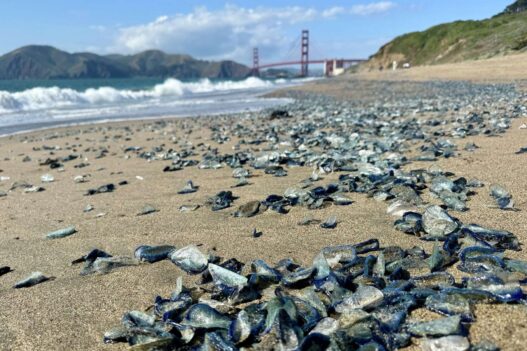 Beach strewn with sea glass shards in the foreground and a distant bridge with hills in the background under a blue sky