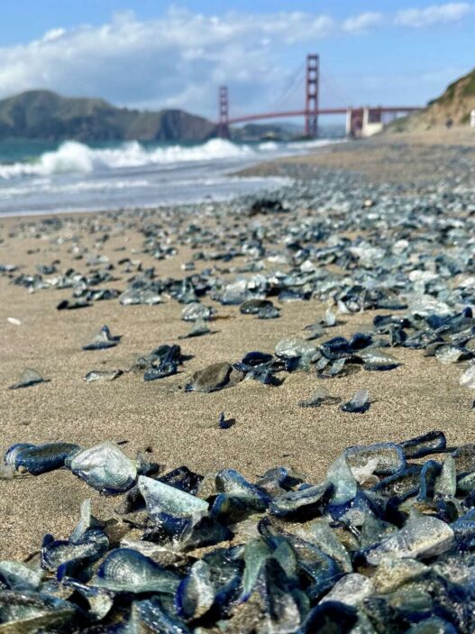 Beach strewn with sea glass shards in the foreground and a distant bridge with hills in the background under a blue sky