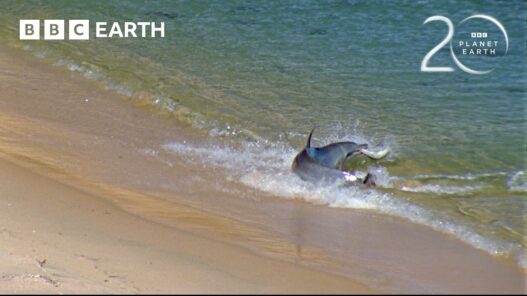 Dolphins in Western Australia using a unique sediment‑stirring hunting technique captured for Planet BBC Earth.