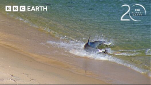 Dolphins in Western Australia using a unique sediment‑stirring hunting technique captured for Planet BBC Earth.