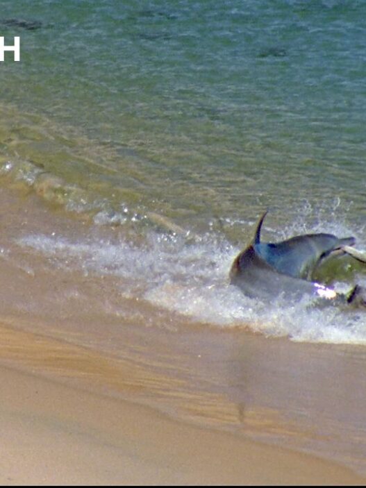 Dolphins in Western Australia using a unique sediment‑stirring hunting technique captured for Planet BBC Earth.