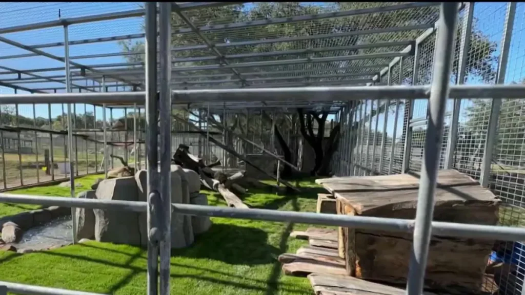 Black leopard Onyx resting peacefully at the Alpine sanctuary.