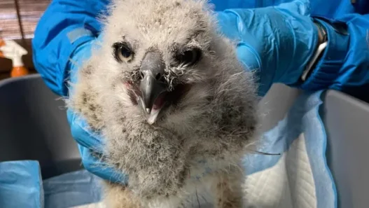 Baby great horned owl rescued by firefighters after a storm.