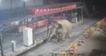 Wild Asian elephant walking through a border checkpoint in Yunnan, China.