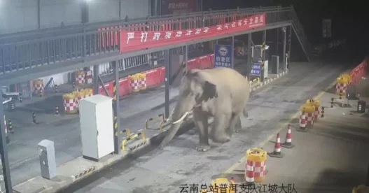 Wild Asian elephant walking through a border checkpoint in Yunnan, China.