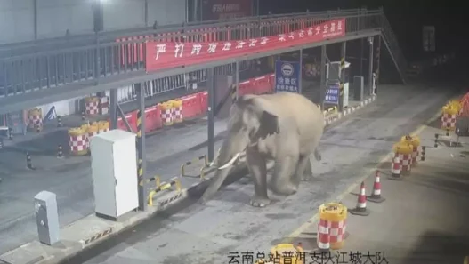 Wild Asian elephant walking through a border checkpoint in Yunnan, China.