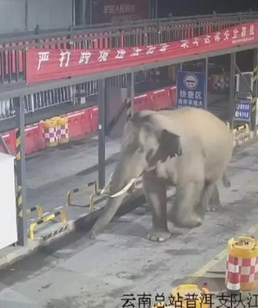 Wild Asian elephant walking through a border checkpoint in Yunnan, China.