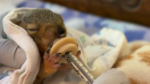 Close-up of a newborn animal being syringe-fed, wrapped in a towel during care.