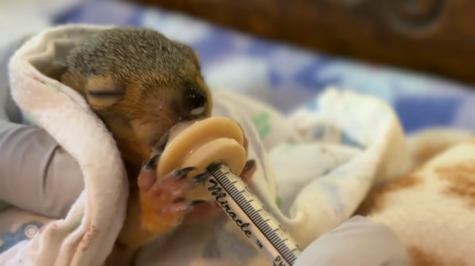 Close-up of a newborn animal being syringe-fed, wrapped in a towel during care.