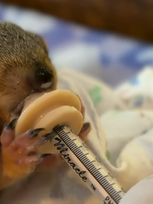 Close-up of a newborn animal being syringe-fed, wrapped in a towel during care.
