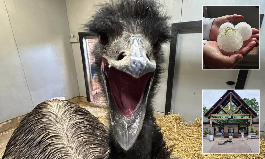 Emu with beak open in its enclosure; close-up of head and wet feathers, with insets of ice balls and a Dickerson Park Zoo entrance.