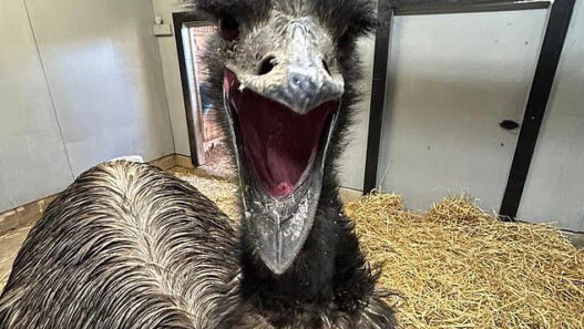 Emu in a pen with its beak wide open, appearing to vocalize.
