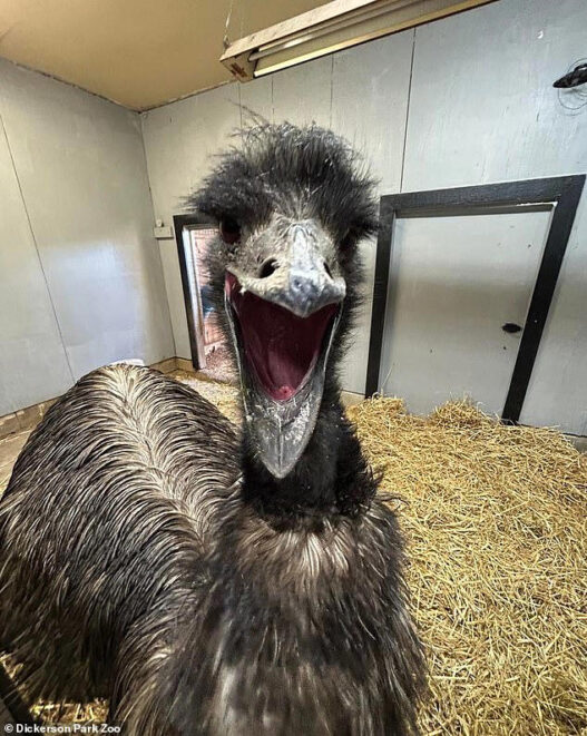 Emu in a pen with its beak wide open, appearing to vocalize.