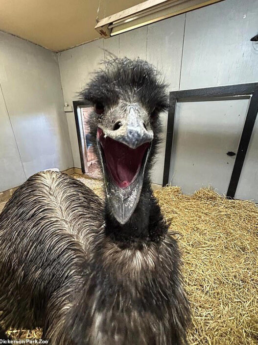 Emu in a pen with its beak wide open, appearing to vocalize.