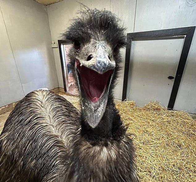 Emu in a pen with its beak wide open, appearing to vocalize.