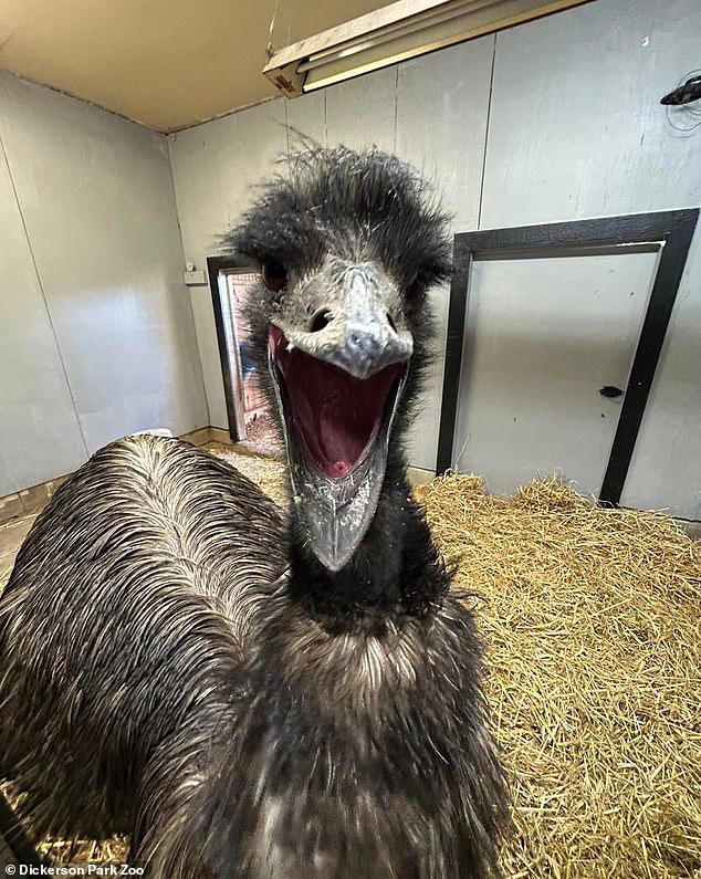 Emu in a pen with its beak wide open, appearing to vocalize.