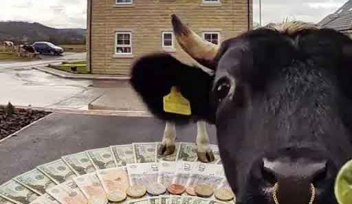 Cow close-up in foreground with a circular display of bundled cash and gold bars on the ground outside a house.