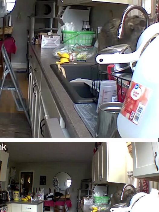 Cluttered kitchen with white cabinets, a stainless sink, a green dish rack, and a step ladder in the center.