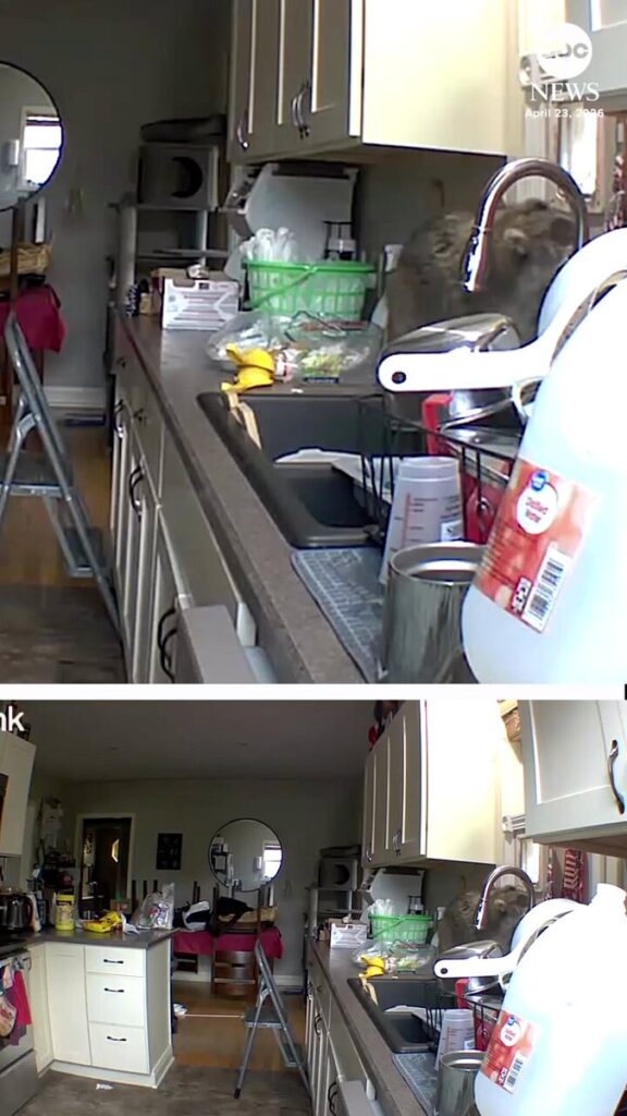 Cluttered kitchen with white cabinets, a stainless sink, a green dish rack, and a step ladder in the center.