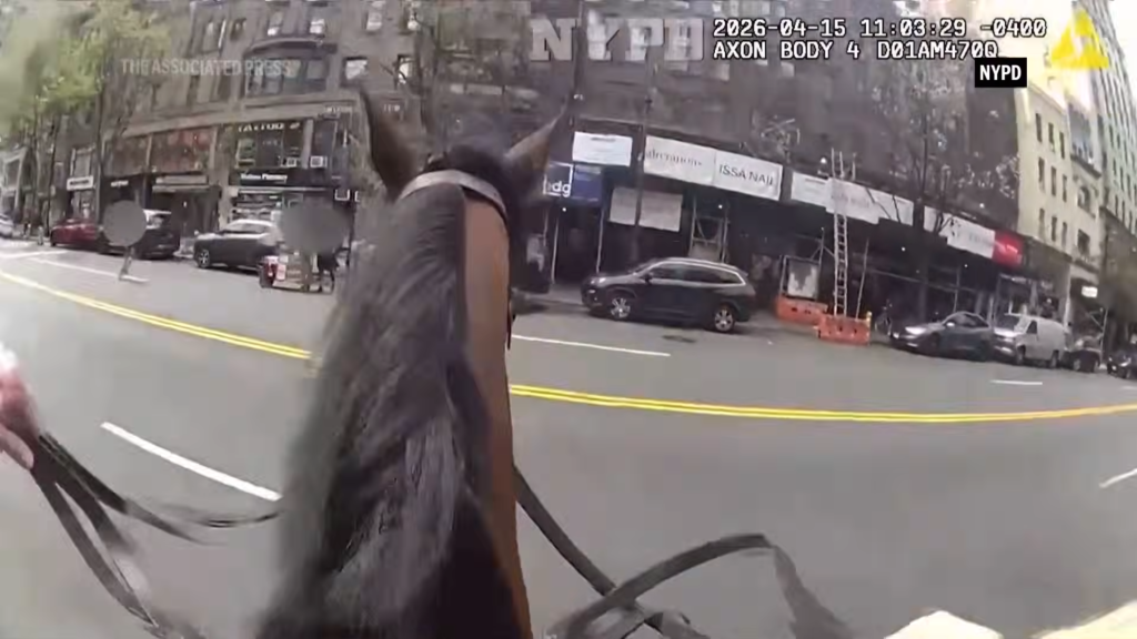 Large bird of prey perched on a handler's gloved arm on a city street, with NYPD timestamp overlay visible in the frame.