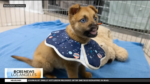 Peanut the puppy recovering at Pasadena Humane.