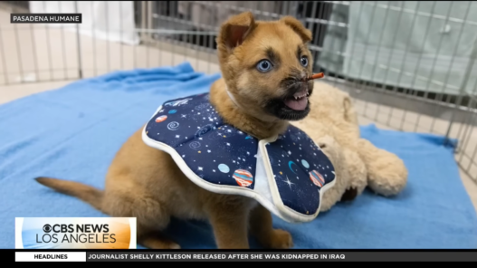 Peanut the puppy recovering at Pasadena Humane.